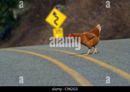 16. Januar 2012 - Oakland, Oregon, USA - ein Huhn überquert eine Straße im ländlichen Douglas County in der Nähe von Oakland, Oregon/USA (Credit-Bild: © Robin Loznak/ZUMAPRESS.com) Stockfoto