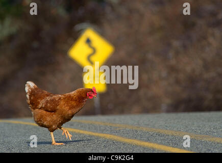 16. Januar 2012 - Oakland, Oregon, USA - ein Huhn überquert eine Straße im ländlichen Douglas County in der Nähe von Oakland, Oregon/USA (Credit-Bild: © Robin Loznak/ZUMAPRESS.com) Stockfoto