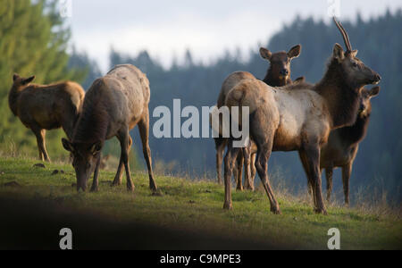 26. Januar 2012 - Elkton, Oregon, USA - eine Herde von wilden Roosevelt Elk in einen offenen Bereich der Coast Range Mountains in der Nähe von Elton, Oregon/USA Roosevelt Elk Weiden sind die größten der vier Unterarten der Elche in Nordamerika. (Bild Kredit: Robin Loznak/ZUMAPRESS.com ©) Stockfoto