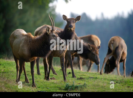 26. Januar 2012 - Elkton, Oregon, USA - eine Herde von wilden Roosevelt Elk in einen offenen Bereich der Coast Range Mountains in der Nähe von Elton, Oregon/USA Roosevelt Elk Weiden sind die größten der vier Unterarten der Elche in Nordamerika. (Bild Kredit: Robin Loznak/ZUMAPRESS.com ©) Stockfoto