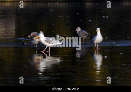 Brighton, UK. 3. Februar 2012. Silbermöwen müssen vorsichtig sein, auf dünnem Eis auf Queens Park Teich als Temperaturen in Brighton Stockfoto