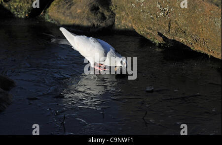 Brighton, UK. 3. Februar 2012. Ersatzteile ein Gedanke für die Wildtiere und Vögel diese Taube in Queens Park Brighton wie sie kämpfen, um Nahrung und Wasser in diesen kalten Bedingungen zu finden. Kredit Simon Dack/Alamy Live-Nachrichten Stockfoto