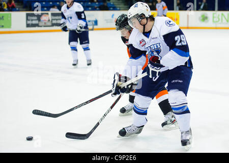 4. Februar 2012 - Saskatoon, Saskatchewan, Kanada - Saskatoon Blades Zentrum Jake Trask (#29) kämpft für den Puck in Aktion während des Spiels Saskatoon Blades vs. Medicine Hat Tigers im Credit Union Centre in Saskatoon. (Kredit-Bild: © Derek Mortensen/Southcreek/ZUMAPRESS.com) Stockfoto