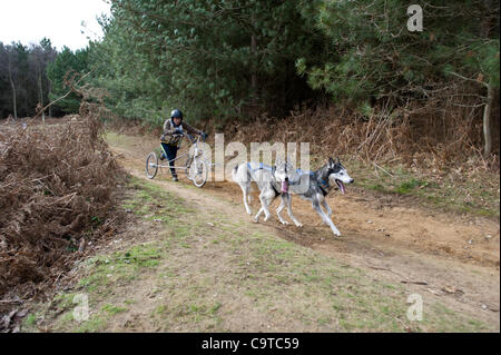 Britische Siberian Husky Racing Association Veranstaltung im Rendlesham Forest, Suffolk. Wettbewerber Reisen aus der ganzen UK zu Rennen. Stockfoto