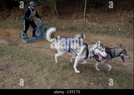 Britische Siberian Husky Racing Association Veranstaltung im Rendlesham Forest, Suffolk. Wettbewerber Reisen aus der ganzen UK zu Rennen. Stockfoto