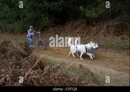 Britische Siberian Husky Racing Association Veranstaltung im Rendlesham Forest, Suffolk. Wettbewerber Reisen aus der ganzen UK zu Rennen. Stockfoto