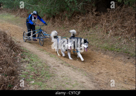 Britische Siberian Husky Racing Association Veranstaltung im Rendlesham Forest, Suffolk. Wettbewerber Reisen aus der ganzen UK zu Rennen. Stockfoto