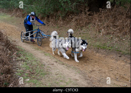 Britische Siberian Husky Racing Association Veranstaltung im Rendlesham Forest, Suffolk. Wettbewerber Reisen aus der ganzen UK zu Rennen. Stockfoto