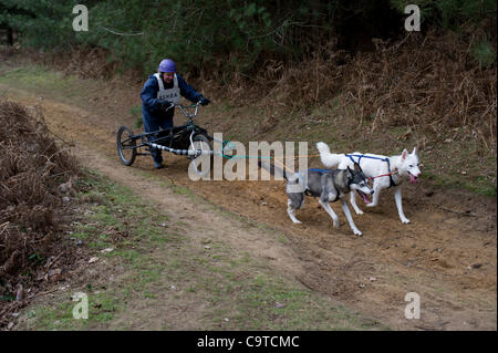 Britische Siberian Husky Racing Association Veranstaltung im Rendlesham Forest, Suffolk. Wettbewerber Reisen aus der ganzen UK zu Rennen. Stockfoto