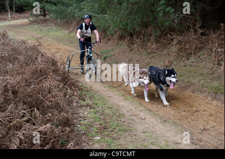 Britische Siberian Husky Racing Association Veranstaltung im Rendlesham Forest, Suffolk. Wettbewerber Reisen aus der ganzen UK zu Rennen. Stockfoto