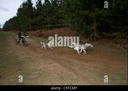 Britische Siberian Husky Racing Association Veranstaltung im Rendlesham Forest, Suffolk. Wettbewerber Reisen aus der ganzen UK zu Rennen. Stockfoto