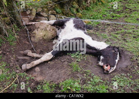 Newtownabbey, Nordirland, Vereinigtes Königreich, 21.03.2012 - tot und unterernährte Pferde gefunden in Newtownabbey Stockfoto