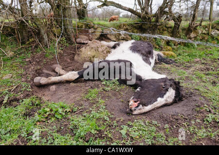 Newtownabbey, Nordirland, Vereinigtes Königreich, 21.03.2012 - tot und unterernährte Pferde gefunden in Newtownabbey Stockfoto