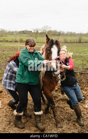 Newtownabbey, Nordirland, Vereinigtes Königreich, 21.03.2012 - Freiwillige aus Crosskennan Lane Animal Sanctuary aufrunden Pferde als tot und unterernährte Pferde in Newtownabbey gefunden zu überleben Stockfoto