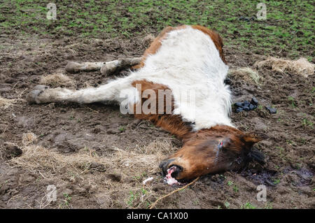 Newtownabbey, Nordirland, Vereinigtes Königreich, 21.03.2012 - tot und unterernährte Pferde in Newtownabbey gefunden. Dieses Pferd war kaum lebendig und menschlich vom Tierarzt erschossen werden musste. Stockfoto