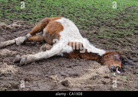 Newtownabbey, Nordirland, Vereinigtes Königreich, 21.03.2012 - tot und unterernährte Pferde in Newtownabbey gefunden. Dieses Pferd war kaum noch am Leben und musste vom Tierarzt erschossen werden. Stockfoto