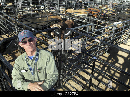 23. März 2012 - Albuquerque, NM, USA - Greg Sorber--Lager Auftragnehmer Nick Nuciforo mit West Coast Bucking Bulls hat zwei Bullen beim PBR Ty Murray Invitational in Albuquerque auf Freitag, 23. März 2012. (Kredit-Bild: © Greg Sorber/Albuquerque Journal/ZUMAPRESS.com) Stockfoto