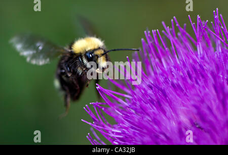 Foto - Einsatz von Insektiziden hat gravierende Auswirkungen auf die Gesundheit der Bienenvölker, nach einem Team des schottischen Wissenschaftler der Universität Stirling in Schottland. Bild: 9. August 2011 - Elkton, Oregon, USA - zieht eine schwebende Hummel nach der Fütterung auf eine lila Distel blühende o Stockfoto