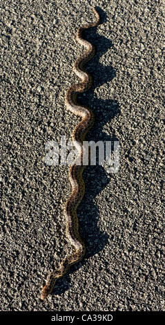 30. Mai 2012 - Elkton, Oregon, USA - wärmt ein mittlerer Größe Bull Snake sich in der späten Nachmittagssonne auf einer Landstraße im ländlichen Douglas County in der Nähe von Elkton. Bull Schlangen können bis zu 100 Zoll lang und sind eine der größten Schlangenarten in Nordamerika wachsen. (Kredit-Bild: © Robin Loznak/ZUMAPRESS.c Stockfoto