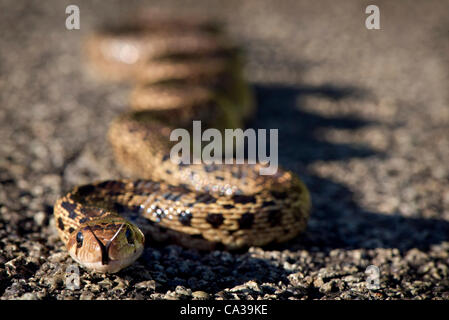 30. Mai 2012 - Elkton, Oregon, USA - wärmt ein mittlerer Größe Bull Snake sich in der späten Nachmittagssonne auf einer Landstraße im ländlichen Douglas County in der Nähe von Elkton. Bull Schlangen können bis zu 100 Zoll lang und sind eine der größten Schlangenarten in Nordamerika wachsen. (Kredit-Bild: © Robin Loznak/ZUMAPRESS.c Stockfoto