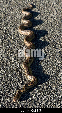 30. Mai 2012 - Elkton, Oregon, USA - wärmt ein mittlerer Größe Bull Snake sich in der späten Nachmittagssonne auf einer Landstraße im ländlichen Douglas County in der Nähe von Elkton. Bull Schlangen können bis zu 100 Zoll lang und sind eine der größten Schlangenarten in Nordamerika wachsen. (Kredit-Bild: © Robin Loznak/ZUMAPRESS.c Stockfoto