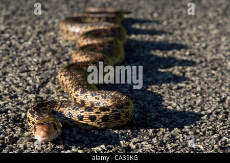 30. Mai 2012 - Elkton, Oregon, USA - wärmt ein mittlerer Größe Bull Snake sich in der späten Nachmittagssonne auf einer Landstraße im ländlichen Douglas County in der Nähe von Elkton. Bull Schlangen können bis zu 100 Zoll lang und sind eine der größten Schlangenarten in Nordamerika wachsen. (Kredit-Bild: © Robin Loznak/ZUMAPRESS.c Stockfoto