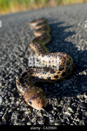 30. Mai 2012 - Elkton, Oregon, USA - wärmt ein mittlerer Größe Bull Snake sich in der späten Nachmittagssonne auf einer Landstraße im ländlichen Douglas County in der Nähe von Elkton. Bull Schlangen können bis zu 100 Zoll lang und sind eine der größten Schlangenarten in Nordamerika wachsen. (Kredit-Bild: © Robin Loznak/ZUMAPRESS.c Stockfoto