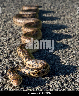 30. Mai 2012 - Elkton, Oregon, USA - wärmt ein mittlerer Größe Bull Snake sich in der späten Nachmittagssonne auf einer Landstraße im ländlichen Douglas County in der Nähe von Elkton. Bull Schlangen können bis zu 100 Zoll lang und sind eine der größten Schlangenarten in Nordamerika wachsen. (Kredit-Bild: © Robin Loznak/ZUMAPRESS.c Stockfoto