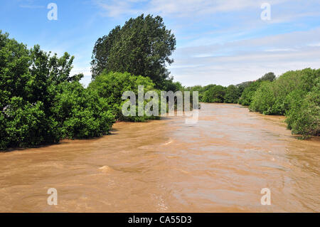 Samstag, 9. Juni 2012. Fluß Rheidol in Flut in der Nähe von Aberystwyth, West Wales, UK - gefärbt durch das Sediment stromabwärts durch das Hochwasser gebracht Stockfoto