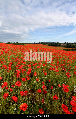 Bereich der rote Mohnblumen in Blackstone Farm Nature Reserve in der Nähe von Bewdley, Einbindung UK Stockfoto