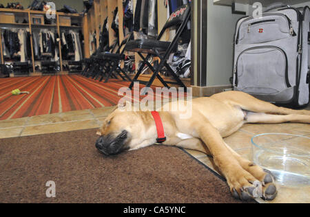 12. Juni 2012 stürzt nach einem Lauf im Feld nach außen mit Besitzer Krug John Ely - Albuquerque, NM, USA - Stevie Wonder auf der Etage des Clubhauses Isotope. Dienstag, 12. Juni 2012. (Kredit-Bild: © Jim Thompson/Albuquerque Journal/ZUMAPRESS.com) Stockfoto