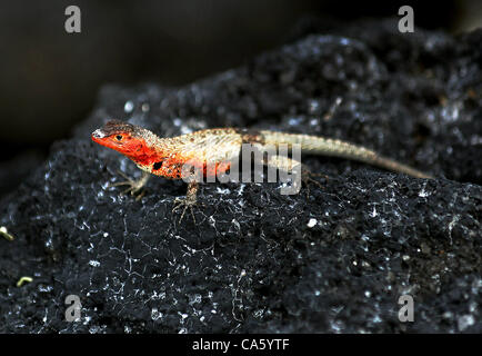 12. Juni 2012 - Isabela Island, Galapagos, Ecuador - ist eine weibliche Lava-Eidechse auf einem Lavastein auf Isabela Insel der Galapagos Inseln fotografiert. (Kredit-Bild: © Julia Cumes/ZUMAPRESS.com) Stockfoto