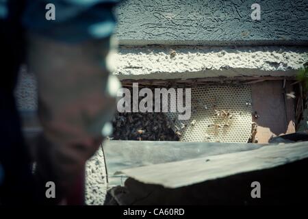 8. März 2012 - Spokane, Washington, USA - Ward Duft deckt versteckte Honig Kamm auf dem Balkon der Wohnung... Städtischen Biene Halter, Ward Duft und Tim McHenry, arbeiten, um ein Honig Biene Bienenstock aus einer Wohnung und Captrure einen Schwarm am gleichen Tag in Spokane, Washington zu extrahieren. (Kredit-Bild: © Jed Conk Stockfoto