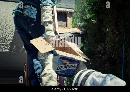 8. März 2012 - Spokane, Washington, USA - Ward Duft und Tim McHenry versucht die Bienenkönigin vom Balkon einer Wohnung zu erfassen, wo die Bienen ihren Stock gemacht... Städtischen Biene Halter, Ward Duft und Tim McHenry, arbeiten, um ein Honig Biene Bienenstock extrahieren aus einer Wohnung und Captrure einen Schwarm am gleichen Tag Stockfoto