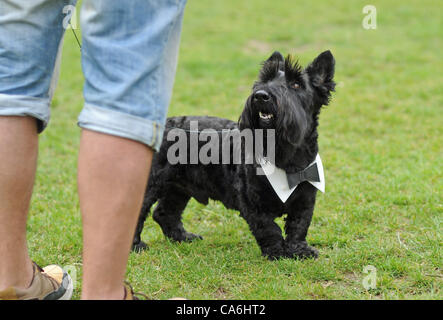 Brighton UK sieht 17. Juni 2012 - Inka einem schwarzen Scottish Terrier sehr smart in seine Fliege wie er in der schönste Hund konkurriert Stockfoto