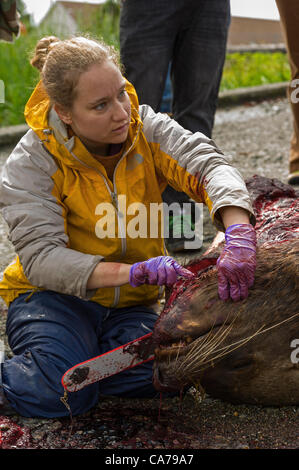 Sitka, Alaska Proben 20. Juni 2012 Biologe, Ellen Chenoweth unter Gewebe während der Autopsie des männlichen Steller Seelöwen.  Die Sea Lion starb vor Infektionen nach der Einnahme von Fanggeräten.  Ein Teil des Fanggeräts ist aus der Seelöwe Mund herausragt. Stockfoto