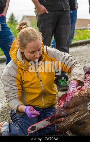 Sitka, Alaska Proben 20. Juni 2012 Biologe, Ellen Chenoweth unter Gewebe während der Autopsie des männlichen Steller Seelöwen.  Die Sea Lion starb vor Infektionen nach der Einnahme von Fanggeräten.  Ein Teil des Fanggeräts ist aus der Seelöwe Mund herausragt. Stockfoto