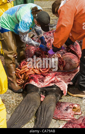 Sitka, Alaska 20. Juni 2012 Biologen, Rachel Berngartt und Liz Schababerle Einnahme von Gewebeproben während der Autopsie des männlichen Steller Seelöwen.  Die Sea Lion starb vor Infektionen nach der Einnahme von Fanggeräten. Stockfoto