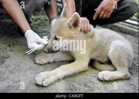Mikrochips sind im Zoo Brno, Tschechische Republik, am 27. Juni 2012 Welpen Polarwolf (Canis Lupus Arctos) implantiert. (Foto/Vaclav Salek CTK) Stockfoto