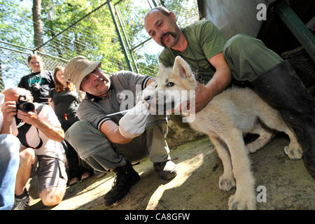 Mikrochips sind im Zoo Brno, Tschechische Republik, am 27. Juni 2012 Welpen Polarwolf (Canis Lupus Arctos) implantiert. (Foto/Vaclav Salek CTK) Stockfoto