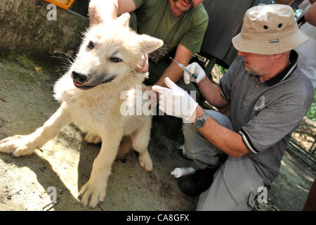 Mikrochips sind im Zoo Brno, Tschechische Republik, am 27. Juni 2012 Welpen Polarwolf (Canis Lupus Arctos) implantiert. (Foto/Vaclav Salek CTK) Stockfoto