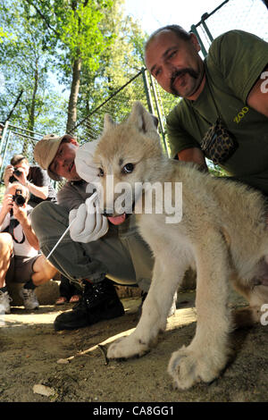 Mikrochips sind im Zoo Brno, Tschechische Republik, am 27. Juni 2012 Welpen Polarwolf (Canis Lupus Arctos) implantiert. (Foto/Vaclav Salek CTK) Stockfoto