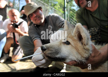 Mikrochips sind im Zoo Brno, Tschechische Republik, am 27. Juni 2012 Welpen Polarwolf (Canis Lupus Arctos) implantiert. (Foto/Vaclav Salek CTK) Stockfoto