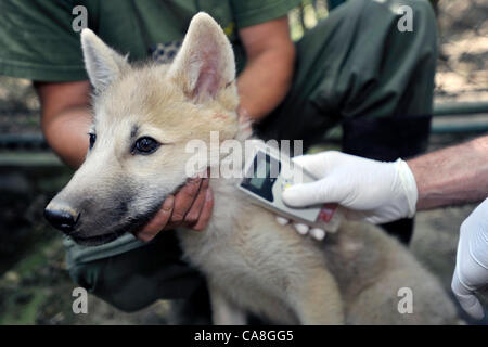 Mikrochips sind im Zoo Brno, Tschechische Republik, am 27. Juni 2012 Welpen Polarwolf (Canis Lupus Arctos) implantiert. (Foto/Vaclav Salek CTK) Stockfoto