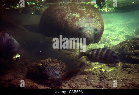 043004 FEM Homosassa... Im Homosassa Springs Wildlife State Park, sehen eine Seekuh (einer der neun weibliche Seekühe, die im Park lebenden) zusammen mit Fisch durch einen Unterwasser-Observatorium befindet sich an der Quelle der Quellen, die der Oberlauf des Flusses Homosassa ist.  Foto von David Spencer/die P Stockfoto