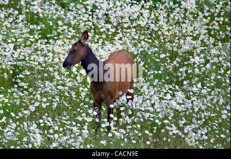 2. Juli 2010 - Sutherlin, Oregon, USA - wilde Roosevelt Elche (Cervus Canadensis Roosevelti) feed in einem Feld von Wildblumen in der Nähe von Sutherlin.  Roosevelt Elk, auch bekannt als Olympische Elch ist die größte der vier Unterarten der Elche in Nordamerika.  Ältere Bullen sind dafür bekannt, bis zu 1300 l wiegen Stockfoto