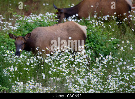 2. Juli 2010 - Sutherlin, Oregon, USA - wilde Roosevelt Elche (Cervus Canadensis Roosevelti) feed in einem Feld von Wildblumen in der Nähe von Sutherlin.  Roosevelt Elk, auch bekannt als Olympische Elch ist die größte der vier Unterarten der Elche in Nordamerika.  Ältere Bullen sind dafür bekannt, bis zu 1300 l wiegen Stockfoto