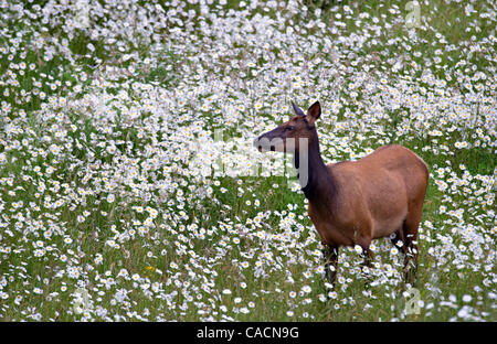 2. Juli 2010 - Sutherlin, Oregon, USA - wilde Roosevelt Elche (Cervus Canadensis Roosevelti) feed in einem Feld von Wildblumen in der Nähe von Sutherlin.  Roosevelt Elk, auch bekannt als Olympische Elch ist die größte der vier Unterarten der Elche in Nordamerika.  Ältere Bullen sind dafür bekannt, bis zu 1300 l wiegen Stockfoto