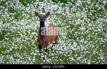 2. Juli 2010 - Sutherlin, Oregon, USA - wilde Roosevelt Elche (Cervus Canadensis Roosevelti) feed in einem Feld von Wildblumen in der Nähe von Sutherlin.  Roosevelt Elk, auch bekannt als Olympische Elch ist die größte der vier Unterarten der Elche in Nordamerika.  Ältere Bullen sind dafür bekannt, bis zu 1300 l wiegen Stockfoto