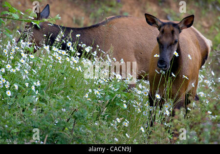 2. Juli 2010 - Sutherlin, Oregon, USA - wilde Roosevelt Elche (Cervus Canadensis Roosevelti) feed in einem Feld von Wildblumen in der Nähe von Sutherlin.  Roosevelt Elk, auch bekannt als Olympische Elch ist die größte der vier Unterarten der Elche in Nordamerika.  Ältere Bullen sind dafür bekannt, bis zu 1300 l wiegen Stockfoto